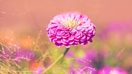 Blooming Pink Daisy in a Garden Scene wallpaper