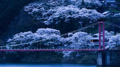 Twilight Serenity Over a Japanese Bridge wallpaper