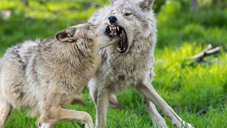 Wild Wolves in Natural Habitat wallpaper