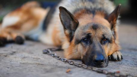 A German Shepherd's Quiet Reflection wallpaper