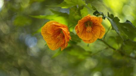 Vibrant Abutilon Blooms in Nature's Garden wallpaper