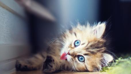 Adorable Kitten Sticking Out Tongue in 4K wallpaper