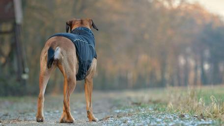 Adventurous Dog in a Forest Walk wallpaper