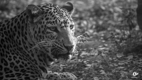 Majestic Leopard in Monochrome Scene wallpaper