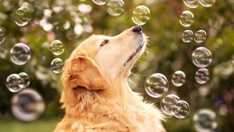 Golden Retriever Enchanted by Floating Bubbles wallpaper