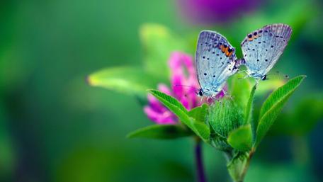 Blue butterflies wallpaper