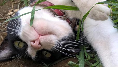 Playful Cat Nestled in Grass wallpaper