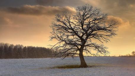 Winter Serenity in a Snowy Field wallpaper