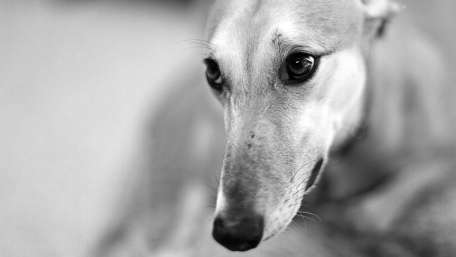 Charming Greyhound in Monochrome wallpaper