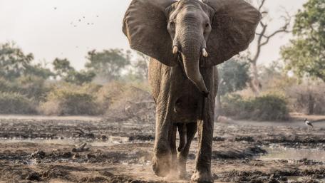 Majestic Bull Elephant in Nature Scene wallpaper