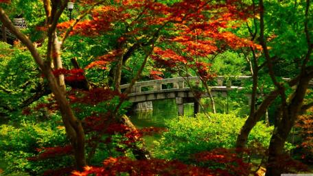 Tranquil Forest Bridge Over Water wallpaper