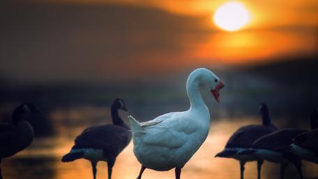 Serene Goose at Sunset Over Water wallpaper