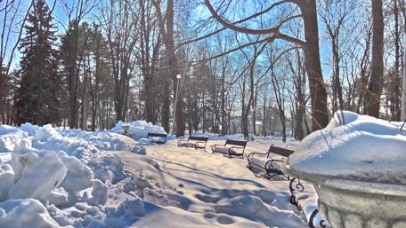 Winter Serenity in Razgrad Park wallpaper