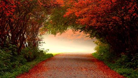 Autumn Pathway Through Misty Trees wallpaper