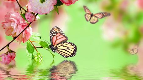 Springtime Flutter and Bloom wallpaper