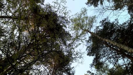 Majestic Canopy of Siberian Trees wallpaper