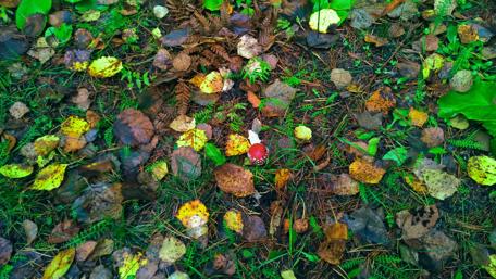Autumn Serenity in Siberia wallpaper