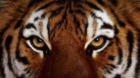 Fiery Gaze of the Majestic Tiger wallpaper