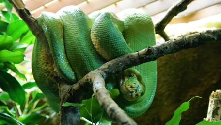 Green Boa Snake in Lush Habitat Wallpaper wallpaper