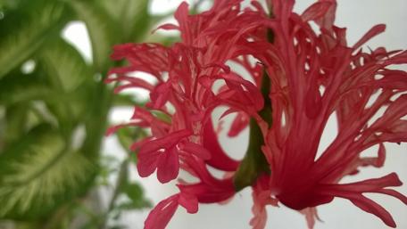 Captivating Bloom in Delicate Detail wallpaper
