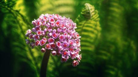 Delicate Blossoms in Lush Greenery wallpaper