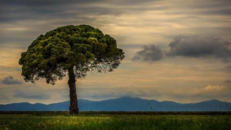 Lonely Tree in a Vast Landscape wallpaper