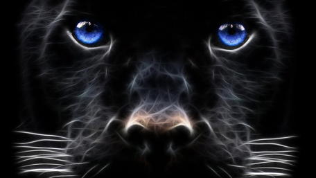 Mystic Blue Gaze of a Panther wallpaper
