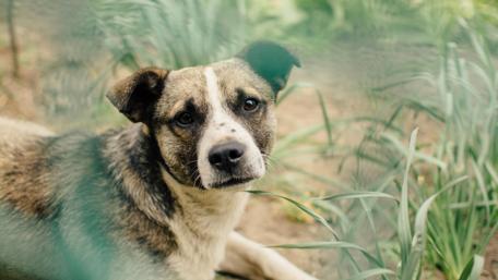 Cute Dog Relaxing in the Greenery wallpaper