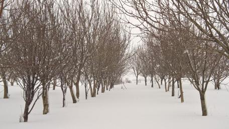 Serene Winter Pathway Through Snow-Covered Trees wallpaper