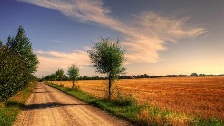 Pathway Through Golden Fields wallpaper