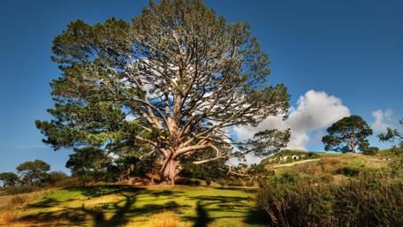 Majestic Summer Tree Against a Clear Blue Sky wallpaper