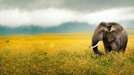 Elephant in a Golden Flower Field wallpaper