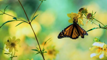 Butterfly Bliss in a Summer Garden wallpaper