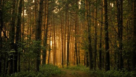 Sunlit Forest Pathway wallpaper