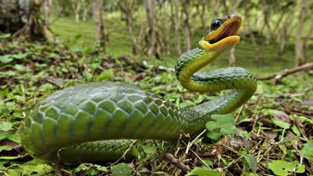 Vibrant Green Snake in Nature wallpaper