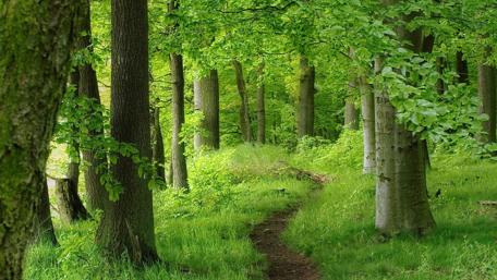 Pathway Through a Serene Forest wallpaper