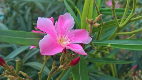 Blossoming Pink Oleander Flower Wallpaper wallpaper