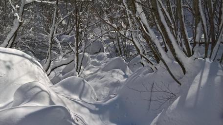 Winter Wonderland in Snowy Woods wallpaper