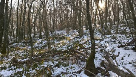 Winter Woodland Serenity in Spring Light wallpaper