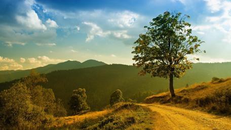 Serene Morning Pathway in Nature Light wallpaper