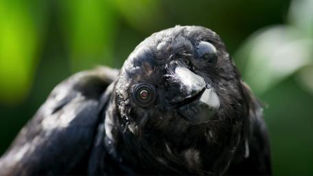 Mysterious Black Bird Close-Up wallpaper