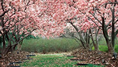 Magnolia Trees in Full Bloom wallpaper