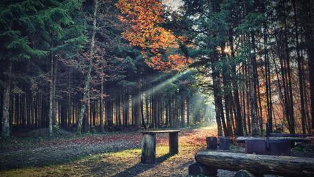 Autumn Serenity in the Pine Forest wallpaper