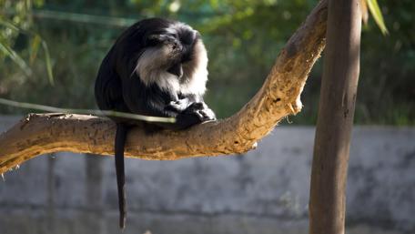 Majestic Monkey Relaxing in Nature's Embrace wallpaper