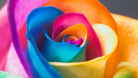 Vibrant Spectrum Rose Wallpaper wallpaper