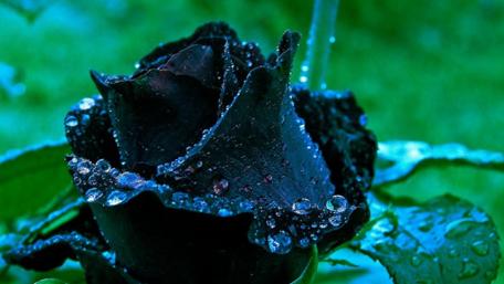 Midnight Rose Bloom wallpaper