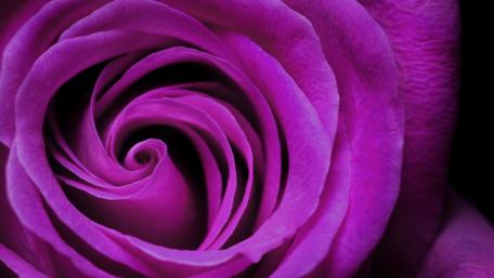 Vibrant Close-Up of a Purple Rose Flower Beauty wallpaper