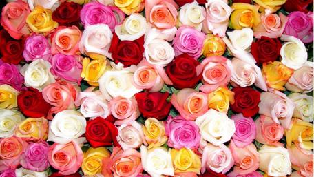 Vibrant Rose Flower Explosion wallpaper