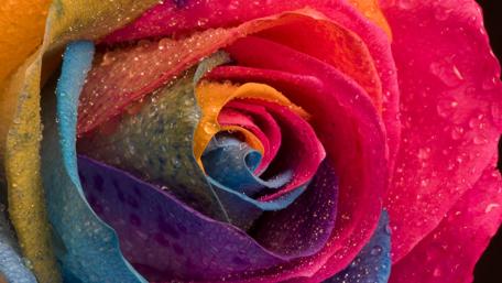 Vibrant Rainbow Rose with Dew Drops wallpaper