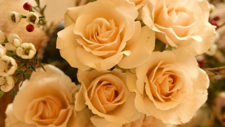 Blooming Beige Roses Beauty wallpaper